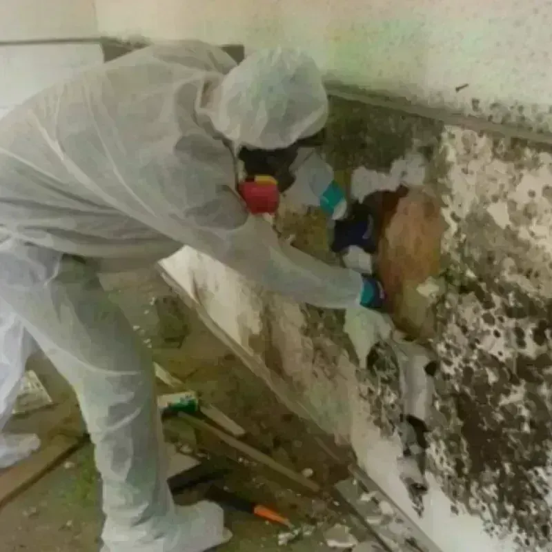 Mold Remediation and Removal in Brown County, SD